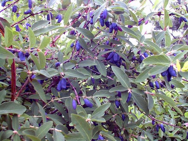 Blue haldjas aias - see on umbes kuslapuu! Fotod avaldamiseks on võetud internetist