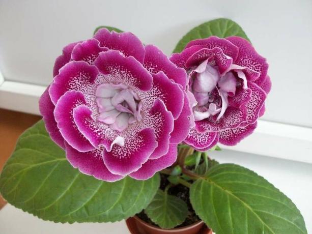 Õitsemine gloxinia hinne AO ​​Pink ekstravagantne. Fotod foorum 