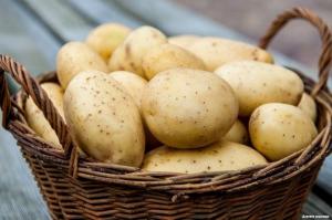 Kuidas ja kus te ei saa salvestada kartulid