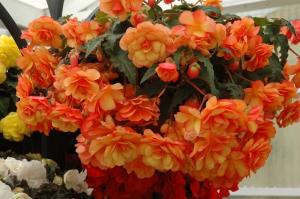 Ampelnye begooniate kaunistada oma kodu, rõdu ja aed! Foto ja kirjeldus