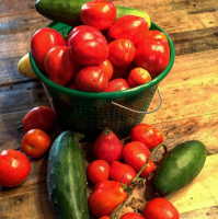 Tomatid ja Zelentsy kasvuhoones. peensusi kasvatamise