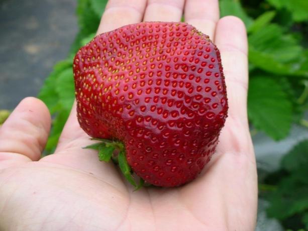 Suur ja maitsev maasikad - tulemus nõuetekohase hoolduse! (