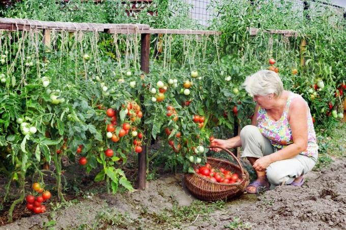 Saagikoristus tomatid (superdom.ua)