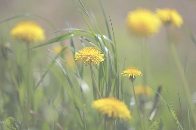 Õitsemine dandelions - ilus vaatepilt! (Photo.99px.ru)
