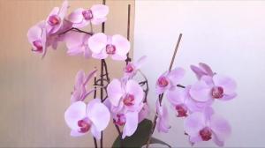 5 vigu hoole Phalaenopsis orhidee