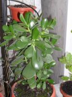 Jade puu: funktsioonid ja pesitsemise ja poegade üleskasvatamise