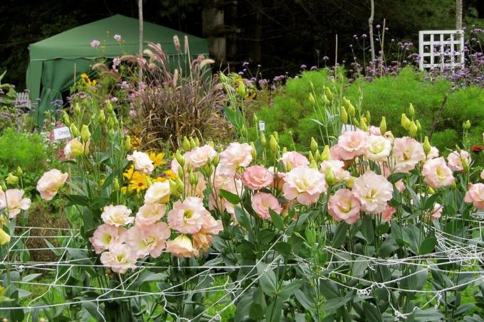 Ütleksin, et keerukus kasvab eustoma - petuunia kuubik