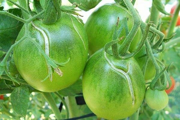 Purunemine ja rohelised tomatid
