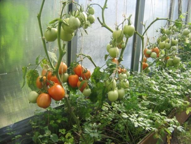 Küpsemine tomateid saab kiirendada! (Mojateplica.ru)