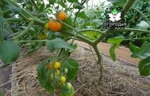 Eemaldamisel lehtedest tomatid, samm-sammult juhend