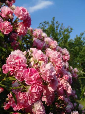 Teine minu ronimine roos. Fotod eelmisel aastal - selle aasta õitsema ei olnud nii rikkalik.