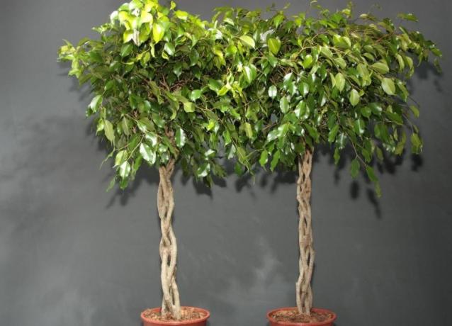 Anum Ficus moodustatud spiraali või pats