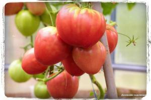 5 kõige magus tomat sordid