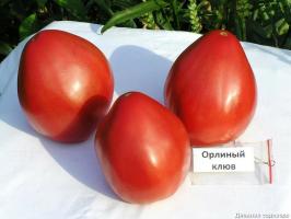 4 parima tomati sordid kasvuhoonete ja avamaal. Top koostatud eksperdid.