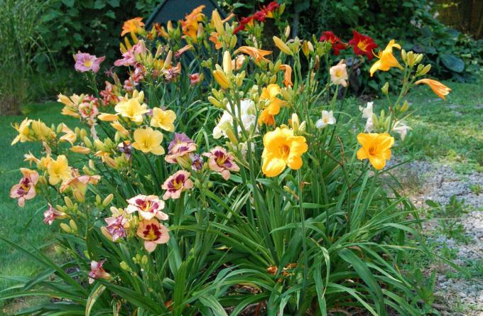 Mulle tundub, et daylilies vaikselt, kuid kiiresti täis meie aedades. 15 aastat tagasi, lill oli rohkem uudishimu kui tavaliselt vang voodikohta. Ja mis nüüd?