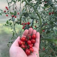 Cherry Miks arvate enne istutamist tomatid? Harmi