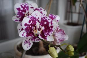 5 sammud, et ilus orhidee Phalaenopsis maja