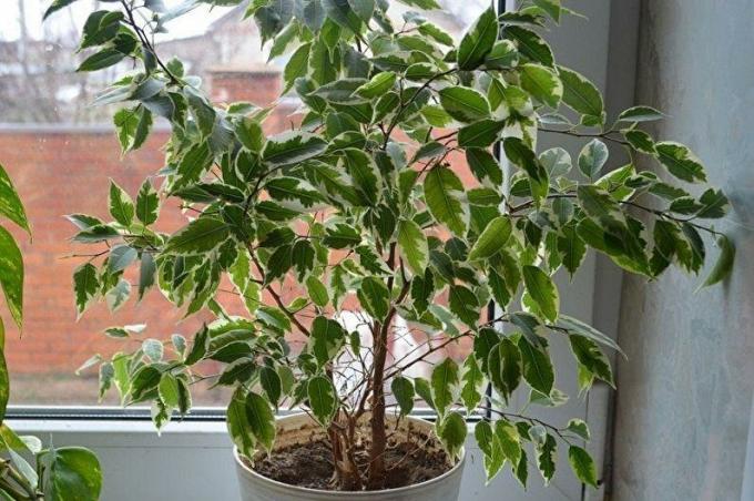 Ficus benjamina vaatab väikesest aken talvise maastiku väljaspool akent. Foto: houser.su