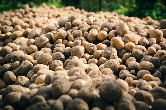 2 loll vigu kartulikasvatuse | Aiandus ja aianduse
