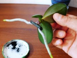 Meetodeid vegetatiivse paljundamise orhideede