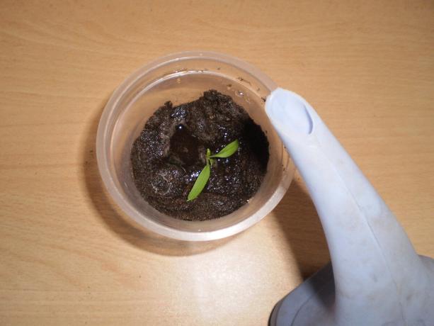 Land tassi saab tembitud kasvuga taimed.