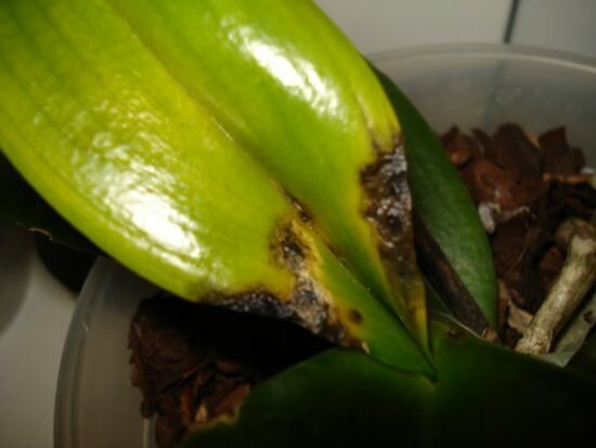 Antraknoos kohta orhidee ( http://dm-st.ru/)