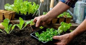 Taimede ja köögivilja saab istutatud varjus.