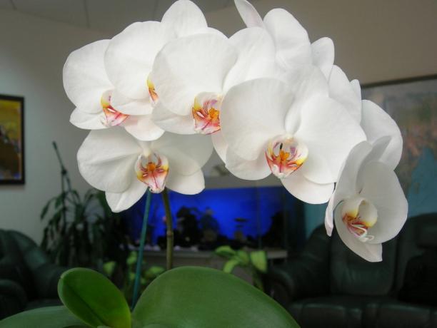 Phalaenopsis - stiilne kaunistus maja (foto artikkel võetud internetist)
