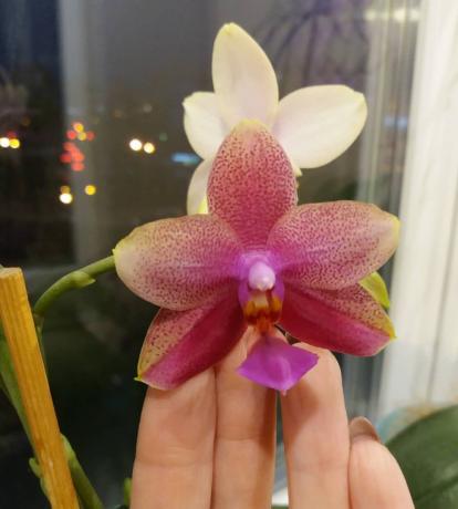 Phalaenopsis lill