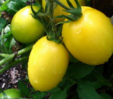 7 haruldased ja laekuva sorte tomatid, mis võivad teile huvi pakkuda