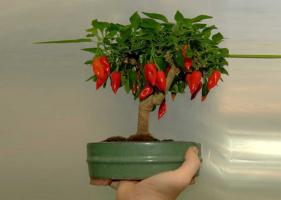 Kuidas kasvatada aknalauale kaua kuuma paprika