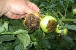 Juuli - aeg kohustusliku tomatite töötlemise Phytophthora. Vajadus protsessi.