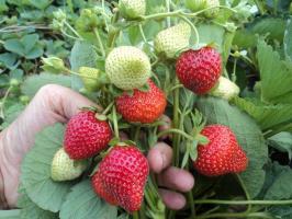 Kuidas hoolitseda maasikad pärast korjamist