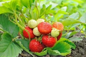 Kuidas piisavalt valmistuda maasikad talvel: valmistub rikkalik saak ette