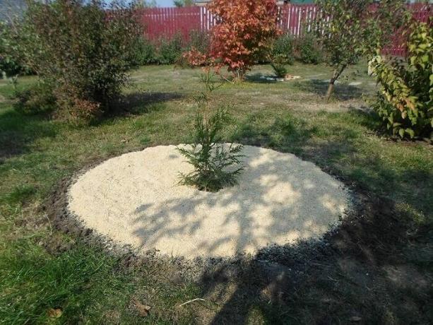 See, kuidas saate zamulchirovat istutatud puu või põõsa saepuru