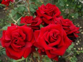 5 sammu hoolikat ettevalmistust roosid aias talvel külm ja augustis