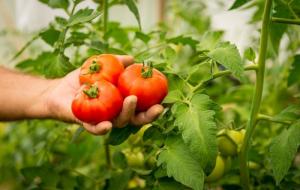 Tomatid on magus saak - kasv. 7 saladusi