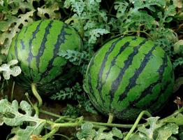 Melon valdkonnas Kesk: kuidas kasvatada punane ja magus arbuus