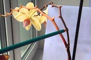 Kuidas liistude orhidee pärast õitsemist ja kas