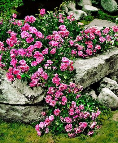 Vaipade roos ja kivid - ilus ja ebatavaline kombinatsioon