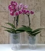 7 Easy valik kasutusajaga häkkimine orhideed