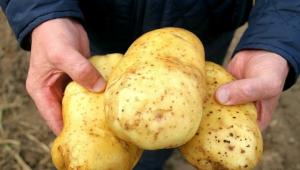 Kuidas ma saan 5-7 kg kartuleid bush.