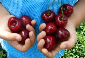 Cherry - kõige suureviljaliste ja külmakindlaid sorte.