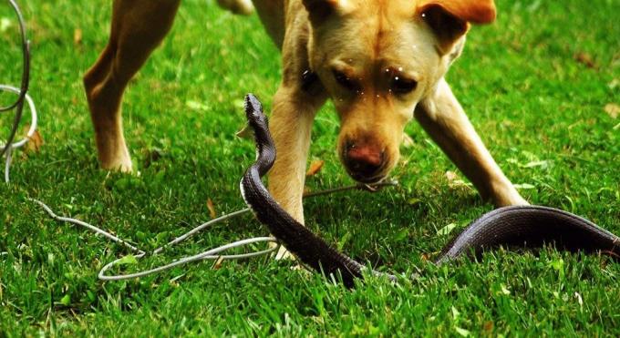 Mõned tõugu koerad ei karda sõlmida lahing madu
