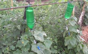 Kuidas säästa vett aedade kastmiseks suvila: Secrets of kastmist