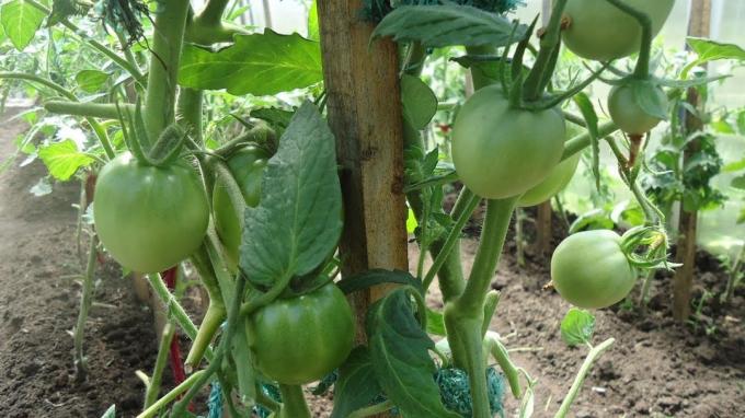 bush tomatid peavad olema hästi ventileeritud ja valgustatud