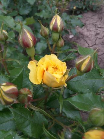 Minu lemmik kollane roos aias vajab peavarju