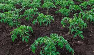 Kuidas saame kiirendada kasvu istutatud seemikud tomati ja pipraga.