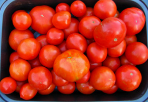 Kui külvata tomatid, mis aja jooksul? Näpunäiteid algajatele