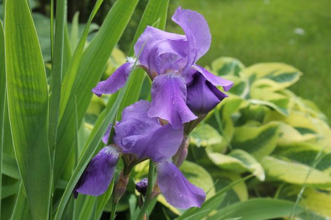 Iris näeb hea soolo maandumist ning koos teiste ja mitmeaastaste lilled. Aga tundub parim "rühm". Foto autor (id)